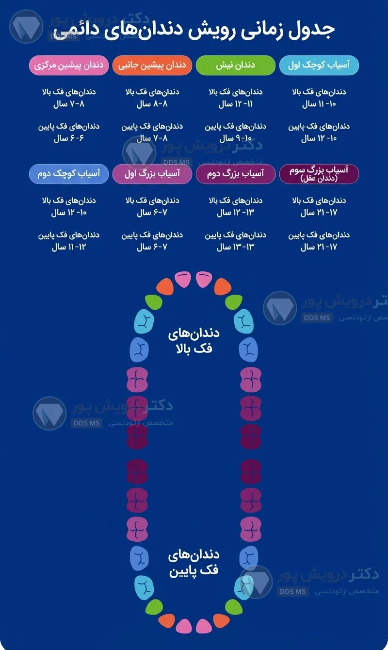 جدول رویش دندان دائمی