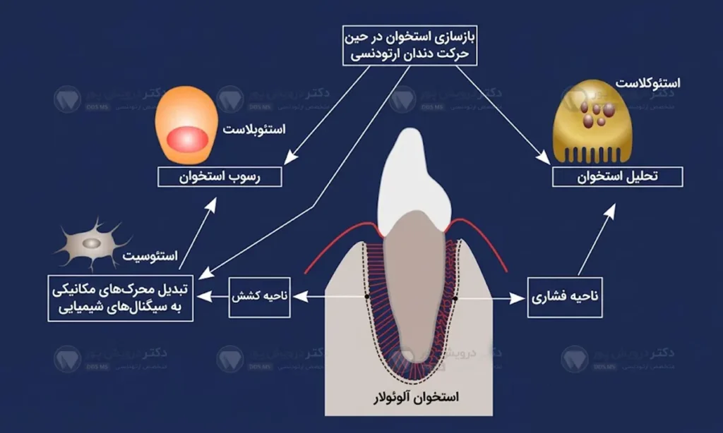 حرکت دندان در ارتودنسی شاخص