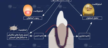 حرکت دندان در ارتودنسی شاخص